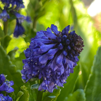 Wulfenia baldaccii